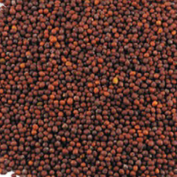 תמונה של חרדל שחור - 100 גרם