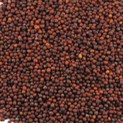 תמונה של חרדל שחור - 100 גרם