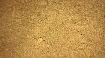 תמונה של ציפורן טחון - 100 גרם