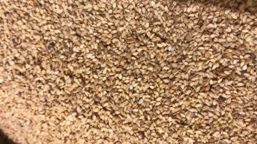 תמונה של שומשום מלא חום - 100 גרם