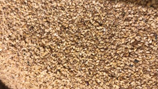 תמונה של שומשום מלא חום - 100 גרם