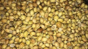 תמונה של כוסברה שלם - 100 גרם