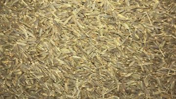 תמונה של כמון שלם - 100 גרם