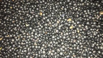 תמונה של עדש שחור - 100 גרם