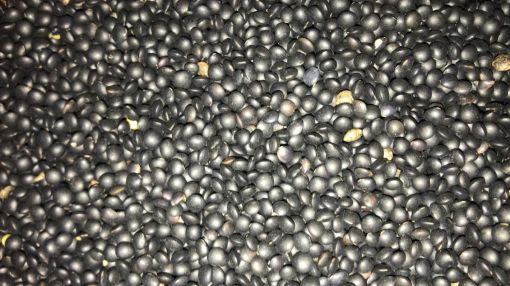 תמונה של עדש שחור - 100 גרם