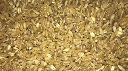 תמונה של חיטה - 100 גרם