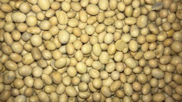 תמונה של סויה קטניה - 100 גרם