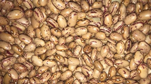 תמונה של שעועית ברבוניה - 100 גרם