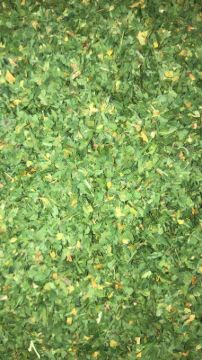 תמונה של פטרוזיליה עלים - 100 גרם