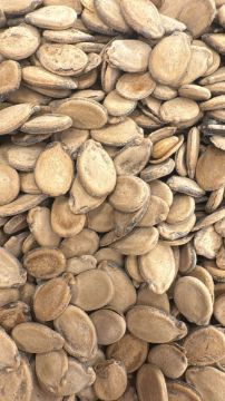 תמונה של גרעיני אבטיח אבטיח כורדי ג׳מבו  100 גרם